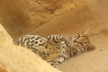 Obraz premium Ocelote 