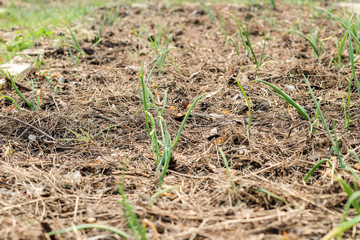 Green onions growing on a bed covered with pine needles