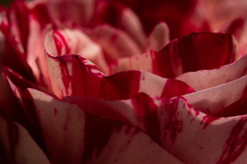 Rose pink white flower petal