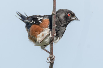 Spotted Towhee (Pipilo maculatus)