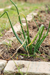 Green onions growing on a bed covered with pine needles