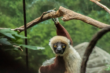 Obraz premium Hanging Lemur