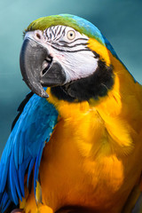 Parrots