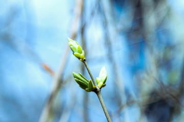 kidneys, screen, branch, april, spring