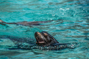 Fototapeta premium Wailing Sea Lion