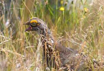 Sooty grouse (Dendragapus fuliginosus)