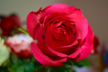 Rote Rose kurz vor dem Erblühen