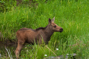 Naklejka na ściany i meble Moose calf in marsh Algonquin Park Ontario Canada
