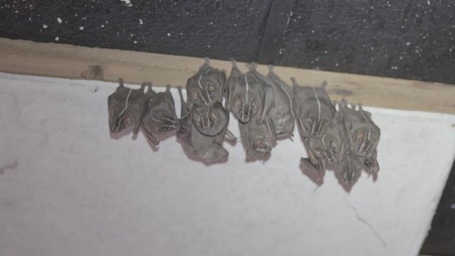 Colony of Brazilian bat, The white-lined broad-nosed bat  Platyrrhinus lineatus is a bat species from South America. 