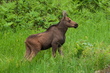 Naklejka na ściany i meble Moose calf in marsh Algonquin Park Ontario Canada