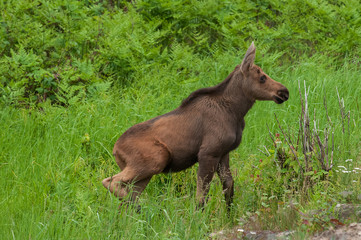 Moose calf in marsh Algonquin Park Ontario Canada