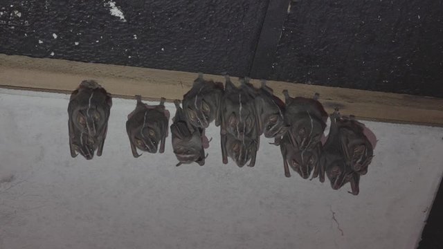 Colony of Brazilian bat, The white-lined broad-nosed bat  Platyrrhinus lineatus is a bat species from South America. 