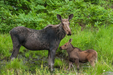 Cow Moose and calf  in swamp Algonquin Park Ontario Canada