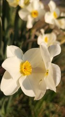 Fototapeta premium flower