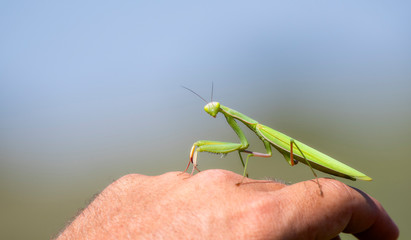 A Carolina Mantis (Stagmomantis carolina) Perched on a Human Hand in Eastern Colorado