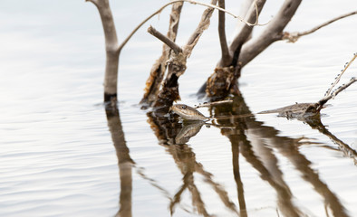 A Western Terrestrial Garter Snake (Thamnophis elegans) with Its Head out of the Water Swimming...