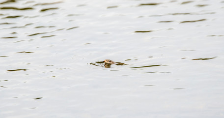 A Western Terrestrial Garter Snake (Thamnophis elegans) with Its Head out of the Water Swimming Across a Pond in Northern Colorado