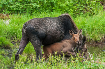 Cow Moose and calf  in swamp Algonquin Park Ontario Canada