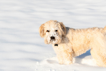 Adorable Blond Colored Soft Coated Wheaten Terrier Dog Playing in the Cold with a Snow Covered Face