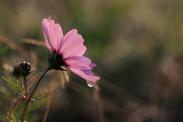 Pink Cosmos flower in a garden