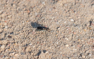 Punctured Tiger Beetle (Cicindela punctulata) Perched on a Gravel Rocky Road in Eastern Colorado