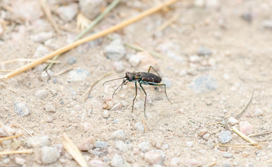 Punctured Tiger Beetle (Cicindela punctulata) Perched on a Gravel Rocky Road in Eastern Colorado