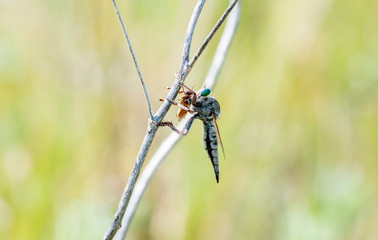 Promachus Robber Fly with Large Green Eyes Holding a Thick-headed Fly (Conopidae) that it Has Captured and Killed in Eastern Colorado