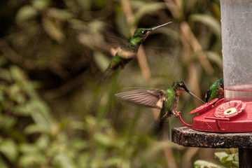 Bird drinking in a trough in a forest