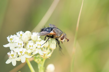 A Tachynid Fly Genus Archytas, Member of Tachinine Flies in the Tribe Tachinini Perched on a Flower in Eastern Colorado