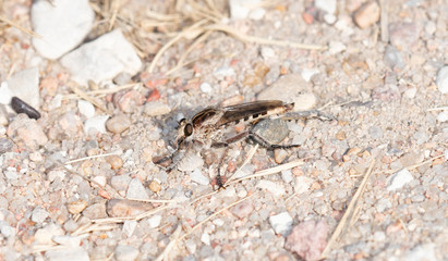 Triorla interrupta Robber Fly Perched on the Ground Waiting for a Prey Item in Eastern Colorado