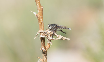 Triorla interrupta Robber Fly Perched on Dried Vegetation Waiting for a Prey Item in Eastern Colorado