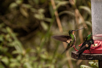 Bird drinking in a trough in a forest