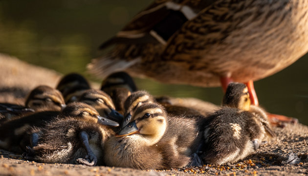 Duck and ducklings at the duck pond at Pinner Memorial Park, Pinner, Middlesex, north west London UK, photographed on a sunny spring day. 