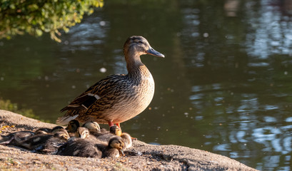 Duck and ducklings at the duck pond at Pinner Memorial Park, Pinner, Middlesex, north west London UK, photographed on a sunny spring day. 