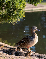 Duck and ducklings at the duck pond at Pinner Memorial Park, Pinner, Middlesex, north west London UK, photographed on a sunny spring day. 