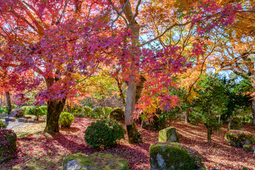 Autumn Leaves in a Mountain in Kyoto, Japan