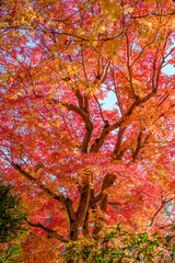 Autumn Leaves in a Mountain in Kyoto, Japan
