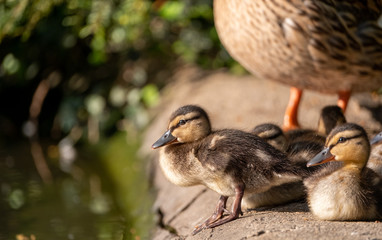 Duck and ducklings at the duck pond at Pinner Memorial Park, Pinner, Middlesex, north west London UK, photographed on a sunny spring day. 