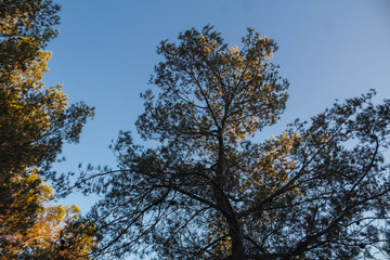 Obraz premium Arboles en el atardecer 