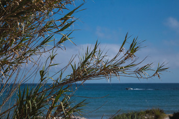 Planta con el mar de fondo