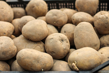 Planting potatoes in a plastic box is on the ground. Side view