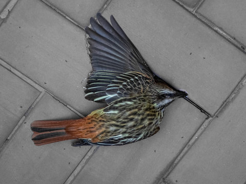 Dead bird on the ground 1