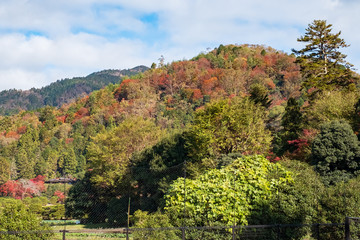 Autumn Leaves in a Mountain in Kyoto, Japan
