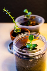 wild cuttings planted in small jars recycled at home