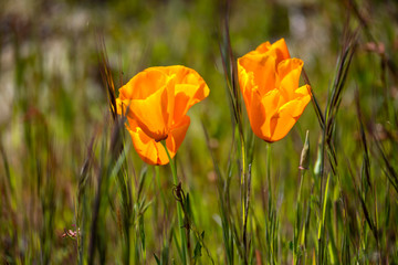 Fototapeta premium Golden Poppies surrounded by green grass #5