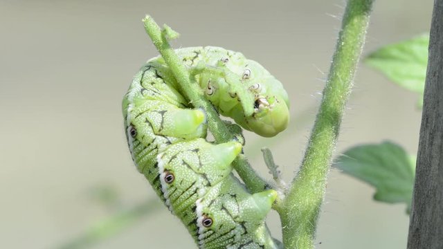 Closeup of a Tobacco Hornworm moth caterpillar devouring a tomato plant