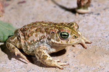 Natterjack toad / Kreuzkröte (Epidalea calamita, Bufo calamita)