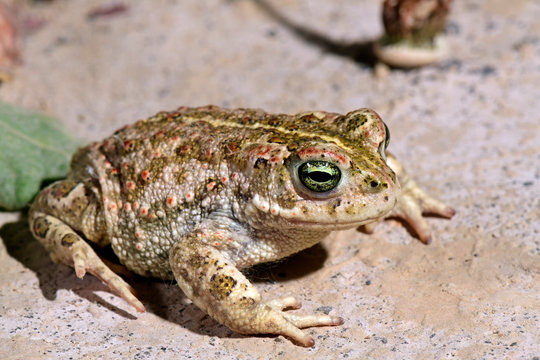 Natterjack toad / Kreuzkr&ouml;te (Epidalea calamita, Bufo calamita)