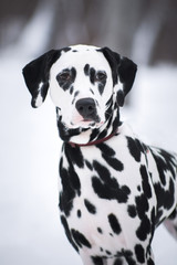 Dalmatian dogs outdoors in winter
