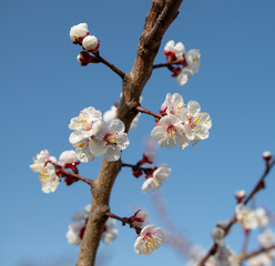 fruit tree blossom